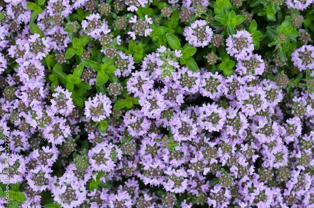 Flowering Thymus serpyllum or wild thyme - aromatic perennial herb. Can be used as a floral background.