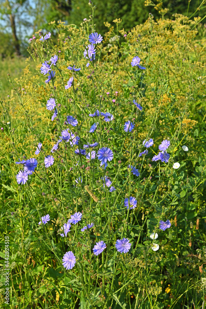 Cichorium, genus of plants in dandelion tribe within sunflower family Cichorium, genus of plants in dandelion tribe within sunflower family