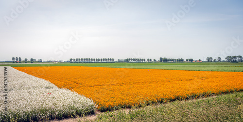 Colorful fields with flowering plants at a Dutch flower seed nursery near the village of Sint-Annaland, Tholen, province of Zeeland. The photo was taken at the end of the spring season. photo