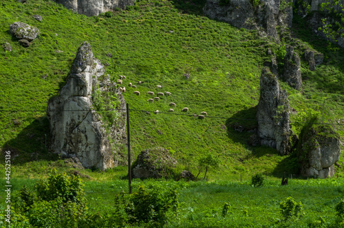 Flock of sheep bewteen rocks, Ojcowski National Park, Poland photo