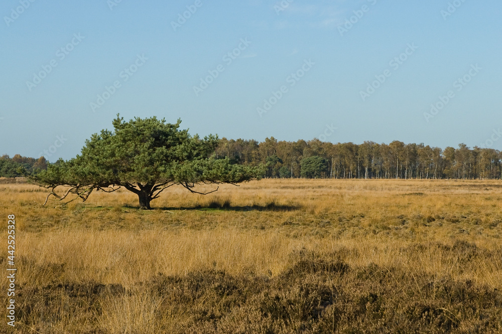 Landschap van Strabrechtse Heide, Landscape at Strabrechtse Heide Landschap van Strabrechtse Heide, Landscape at Strabrechtse Heide