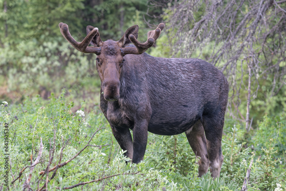 Moose in the Colorado Rocky Mountains Moose in the Colorado Rocky Mountains