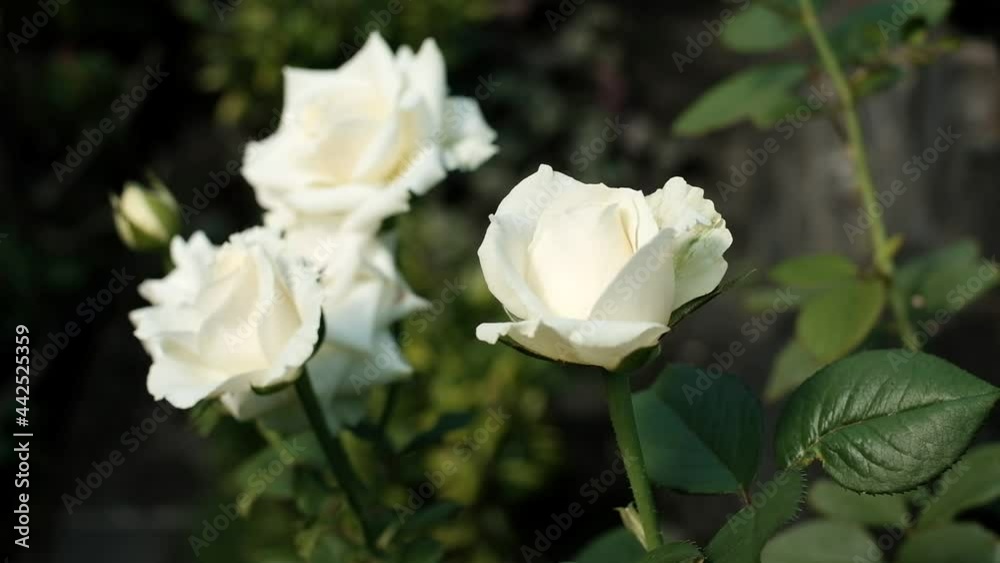 wind blowing White Rose Flowers in garden wind blowing White Rose Flowers in garden