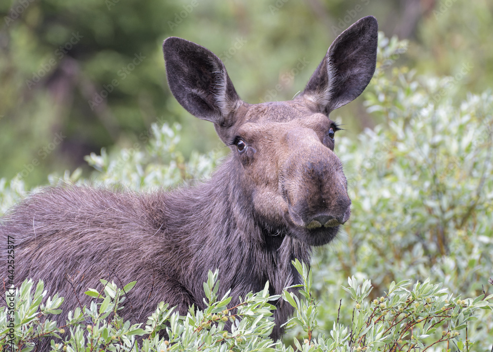 Moose in the Colorado Rocky Mountains Moose in the Colorado Rocky Mountains