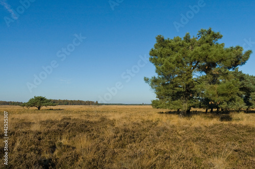 Landschap van Strabrechtse Heide  Landscape at Strabrechtse Heide