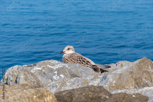 seagull resting on the rock, by the sea,