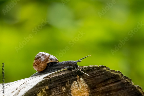 A beautiful snail on a tree in a forest in the so called mönchbruch natural reserve in Hesse, Germany.