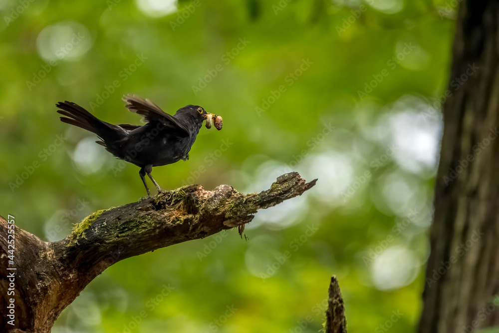 An excited male blackbird songbird with food in its mouth on a branch of a tree in a forest in the so called Mönchbruch natural reserve in Hesse, Germany. An excited male blackbird songbird with food in its mouth on a branch of a tree in a forest in the so called Mönchbruch natural reserve in Hesse, Germany.