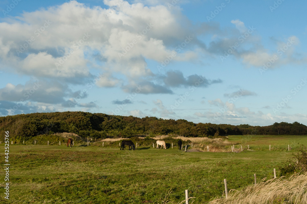 Fototapeta premium Paarden op Vlieland, Horses at Vlieland