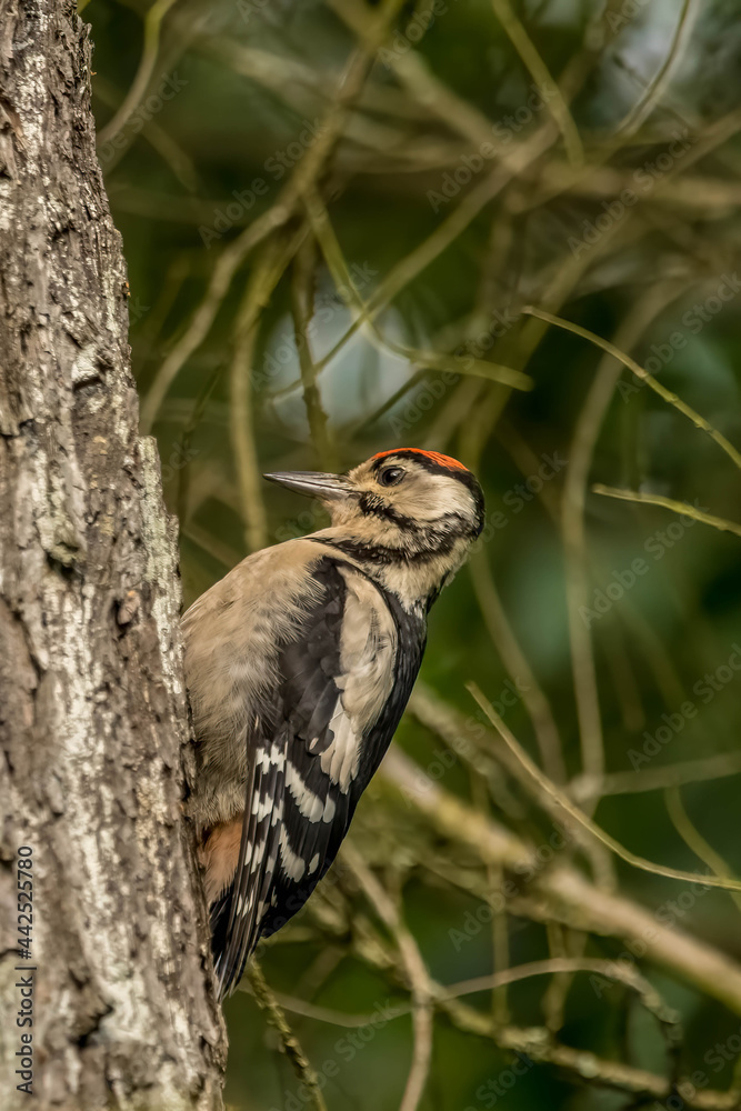 A great spotted woodpecker on a tree at the Mönchbruch natural reserve in Mörfelden-Walldorf Hesse, Germany. A great spotted woodpecker on a tree at the Mönchbruch natural reserve in Mörfelden-Walldorf Hesse, Germany.