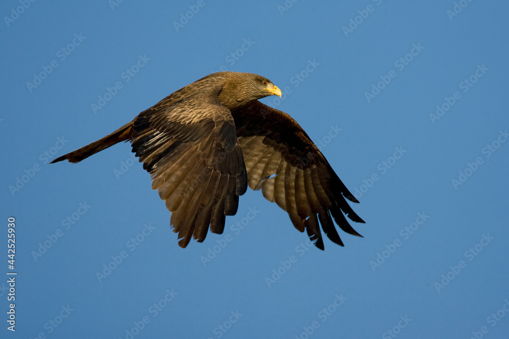 Fototapeta premium Geelsnavelwouw, Yellow-billed Kite, Milvus aegyptius