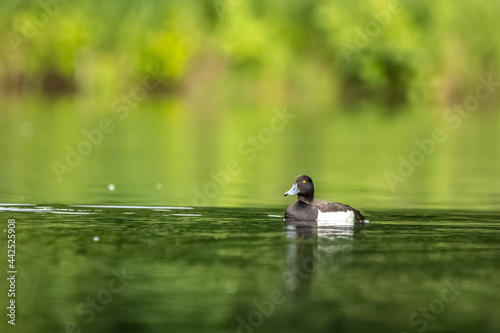 A male tufted duck swimming in a pond in the so called Mönchbruch natural reserve in Hesse, Germany at a sunny evening in summer.