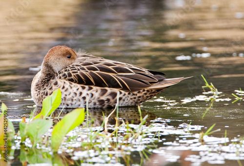 Geelbekpijlstaart, Yellow-billed Pintail, Anas georgica photo