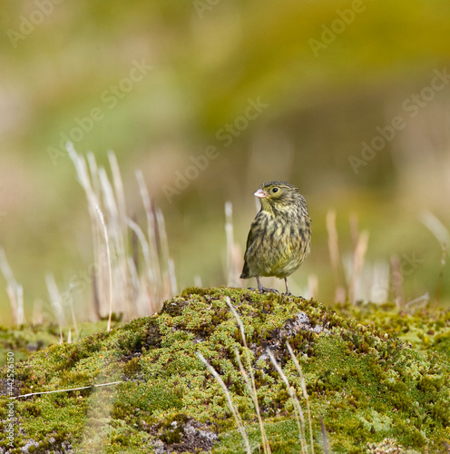 Geelteugelgors, Yellow-bridled Finch, Melanodera xanthogramma photo