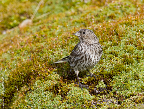 Geelteugelgors, Yellow-bridled Finch, Melanodera xanthogramma photo