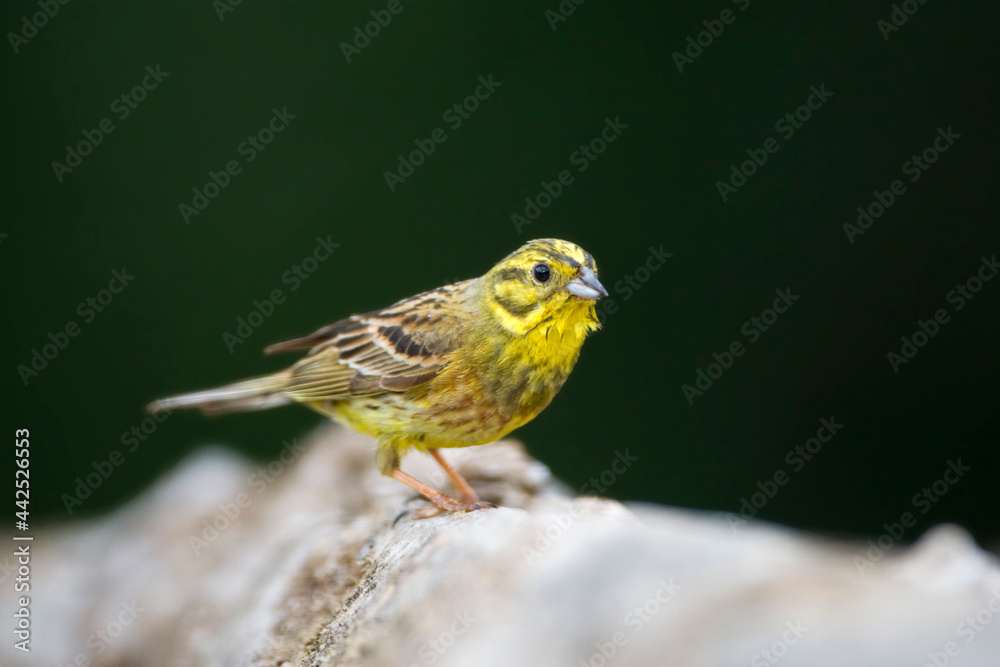 Geelgors, Yellowhammer, Emberiza citrinella Geelgors, Yellowhammer, Emberiza citrinella