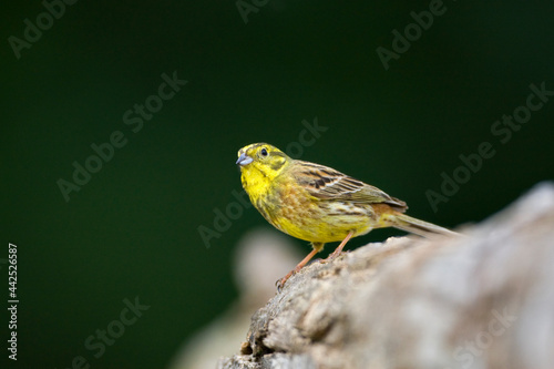 Geelgors, Yellowhammer, Emberiza citrinella photo