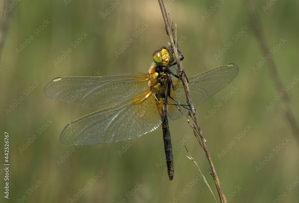 Yellow-winged Darter, Geelvlekheidelibel, Sympetrum flaveolum Yellow-winged Darter, Geelvlekheidelibel, Sympetrum flaveolum