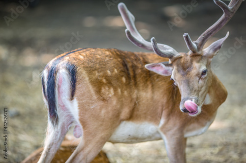 Fallow Deer ,Varna Zoo photo