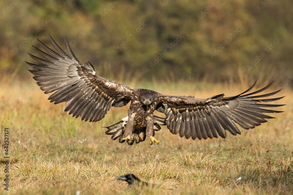 White-tailed eagle, haliaeetus albicilla, landing on the ground from front view. Bird of prey spreading large wings on a hay field with yellow grass. Animal wildlife in nature.