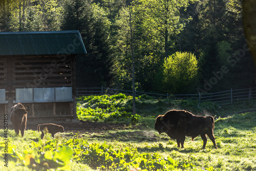 European bison (Bison bonasus) in Reserve at Muczne in Bieszczady Mountains, Poland with Young Calf Offspring photo