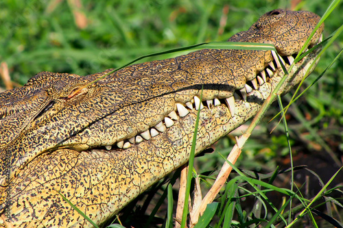 Nile crocodile  Crocodylus niloticus  Chobe River  Chobe National Park  Botswana  Africa