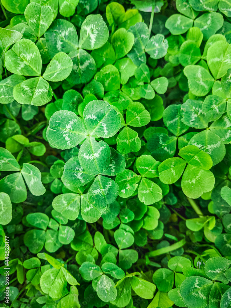 Green clover vertical wallpaper. Irish traditional Trefoil plant. Shamrocks background.
The harp is Ireland's official national emblem. Green clover vertical wallpaper. Irish traditional Trefoil plant. Shamrocks background.
The harp is Ireland's official national emblem.