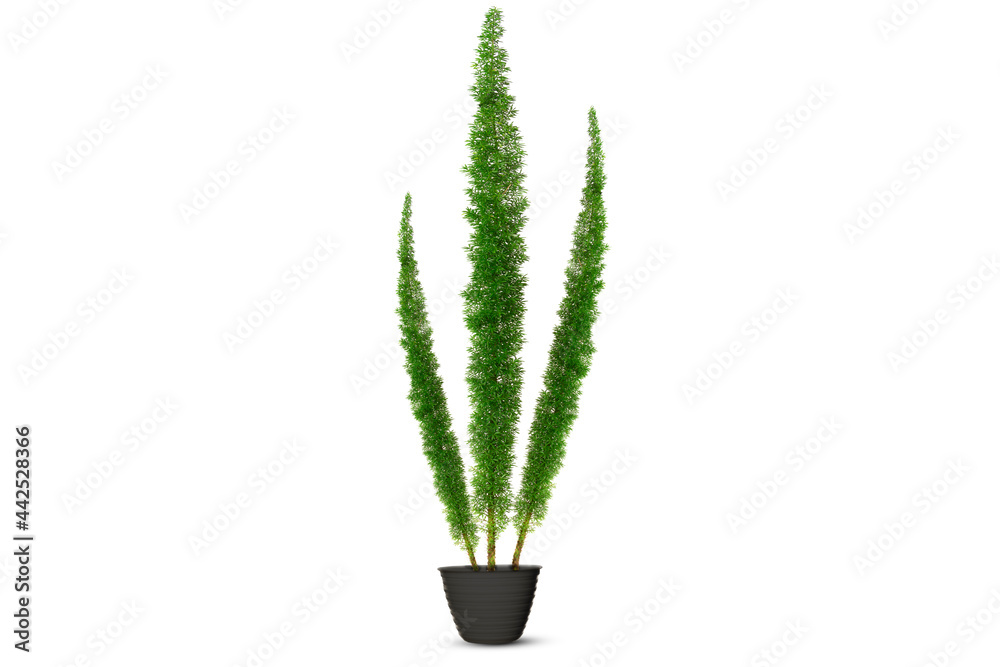 Foxtail fern (Asparagus Densiflorus) isolated on white background Foxtail fern (Asparagus Densiflorus) isolated on white background