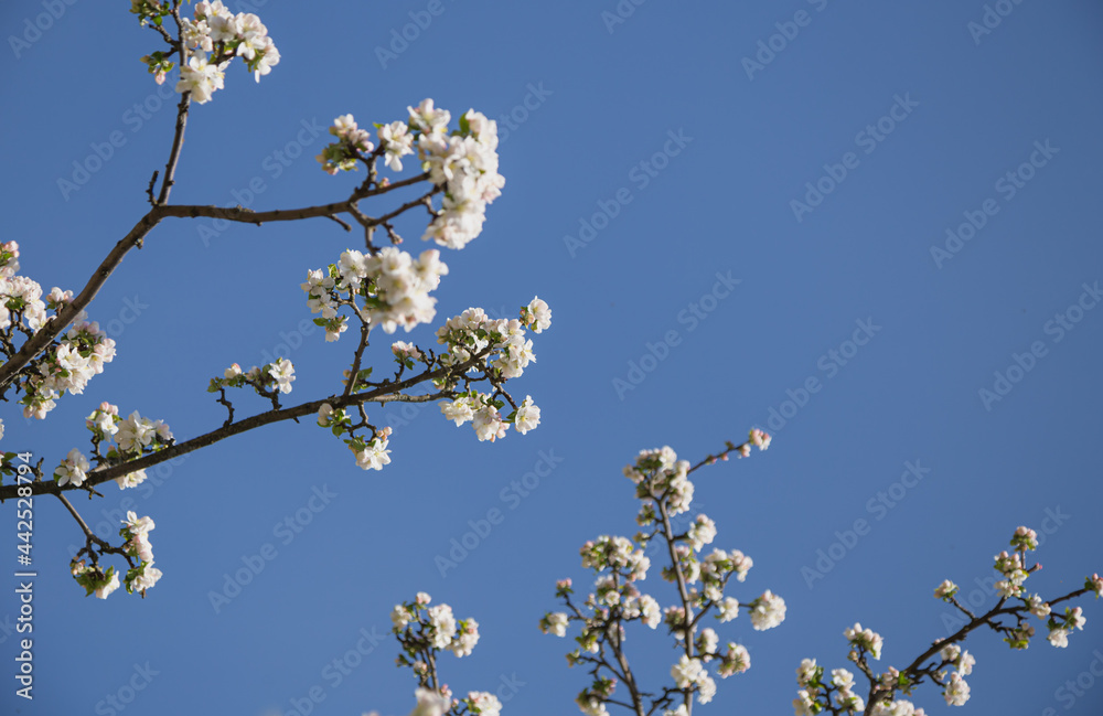 white blossom flowers against blue sky. cherry flower tree branches . white blossom flowers against blue sky. cherry flower tree branches .