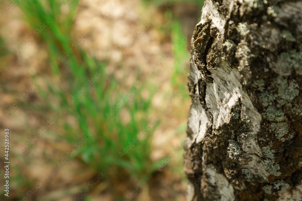 Birch bark close up and defocused spring ground. Birch bark close up and defocused spring ground.