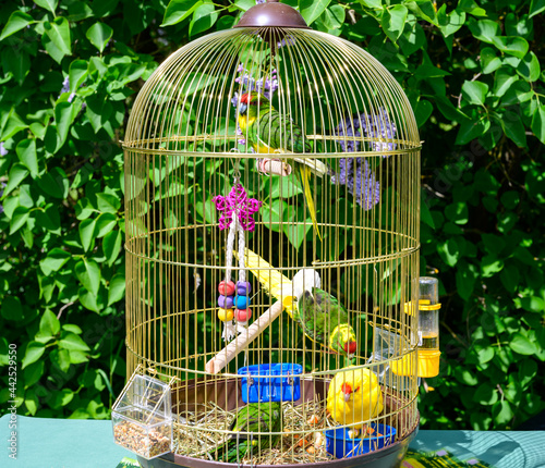 Photo of multi-colored parrots in a cage