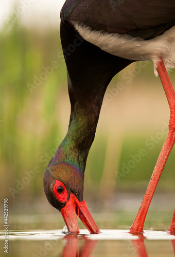 Zwarte Ooievaar, Black Stork, Ciconia nigra photo