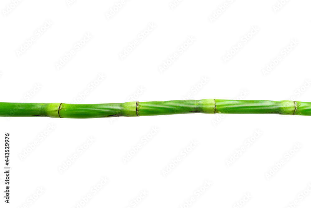 Naklejka premium Rough horsetail isolated on white background. Snake grass (Equisetum hyemale).