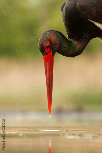 Zwarte Ooievaar, Black Stork, Ciconia nigra © AGAMI