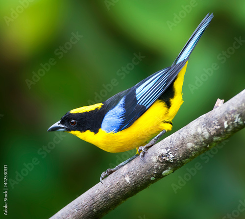 Blue-winged Mountain-Tanager, Blauwvleugel-bergtangare, Anisogna photo