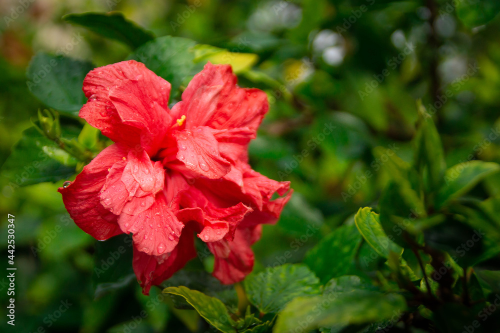 Red hibiscus covered in drops in rainy weather