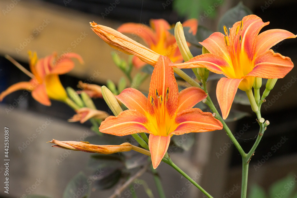 Obraz premium Brown-orange flowers of the daylily Hemerocallis fulva on the background of a wooden fence.
