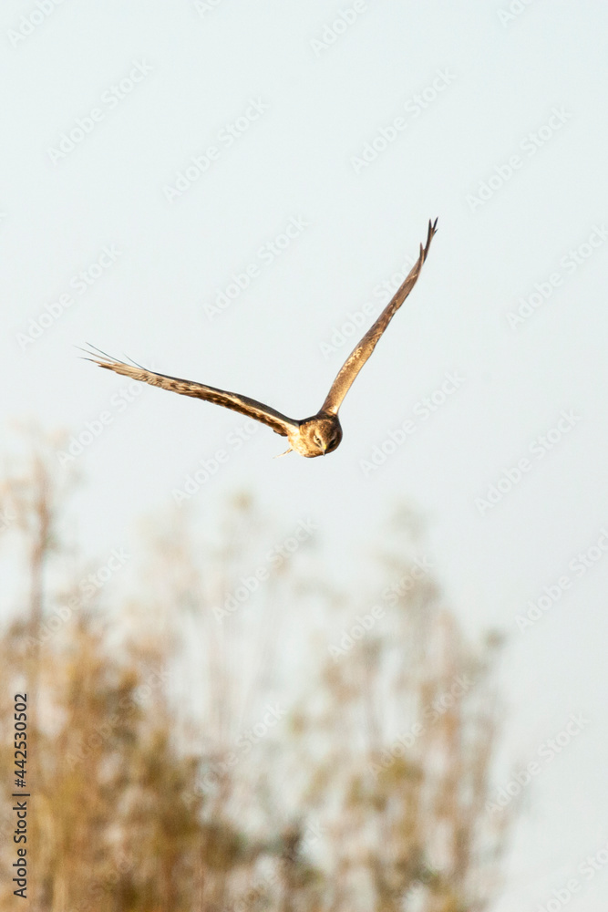 Steppekiekendief, Pallid Harrier, Circus macrourus Steppekiekendief, Pallid Harrier, Circus macrourus