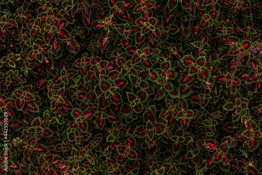 leaves in dark tone for background leaves in dark tone for background