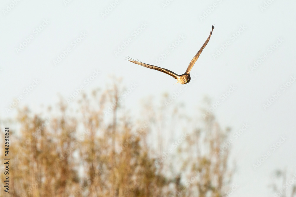 Steppekiekendief, Pallid Harrier, Circus macrourus Steppekiekendief, Pallid Harrier, Circus macrourus