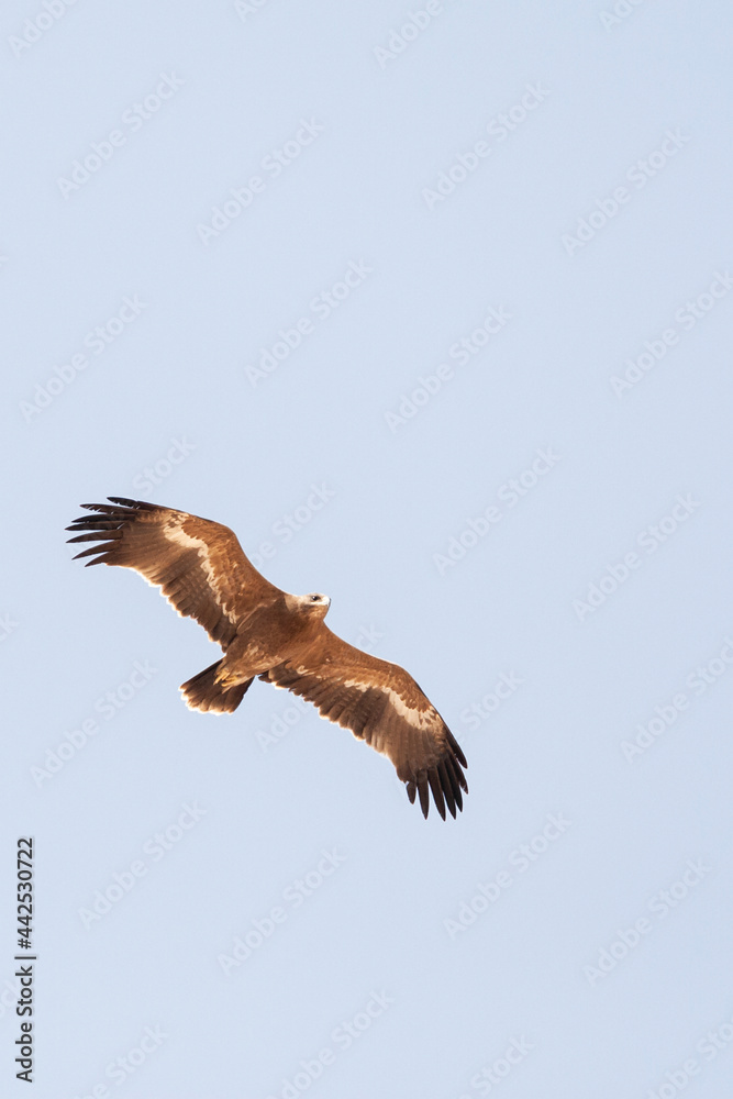 Fototapeta premium Steppearend, Steppe Eagle, Aquila nipalensis