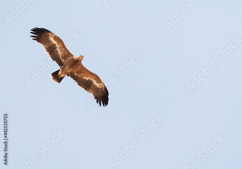 Steppearend, Steppe Eagle, Aquila nipalensis