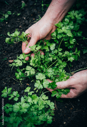 Male gardener treats a garden bed with parsley, growing greenery in the garden