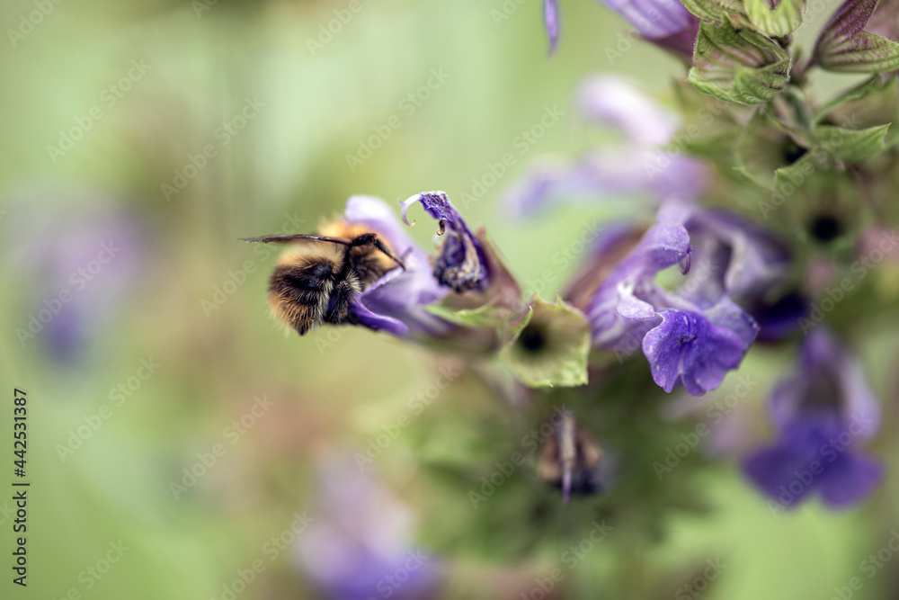 bee on lavender, nacka, sverige,stockholm, sweden, summer bee on lavender, nacka, sverige,stockholm, sweden, summer