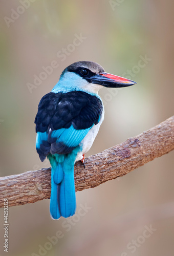 Teugelijsvogel, Blue-breasted Kingfisher, Halcyon malimbica photo