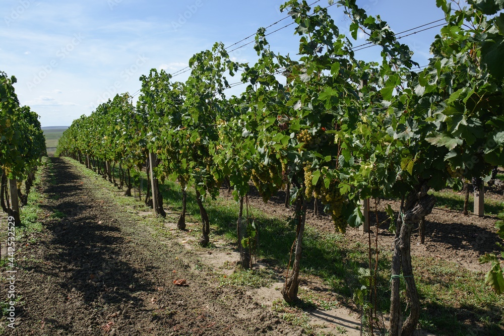 Rows of vines with grapes of wine. South Moravia. Europe. 