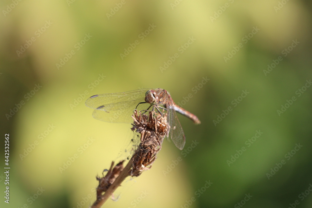 Portrait of a dragonfly that sits on the grass Portrait of a dragonfly that sits on the grass