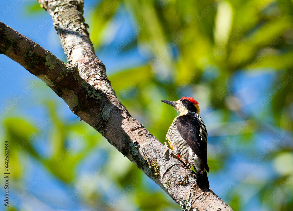 Prachtspecht, Beautiful Woodpecker, Melanerpes pulcher Prachtspecht, Beautiful Woodpecker, Melanerpes pulcher