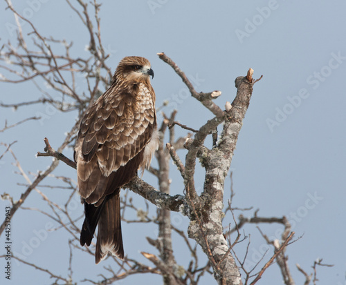 Zwartoorwouw, Black-eared Kite, Milvus lineatus © AGAMI