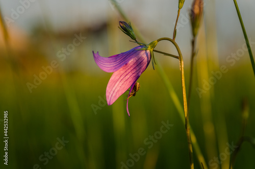 Sunset in the meadow, spider in the pink flower